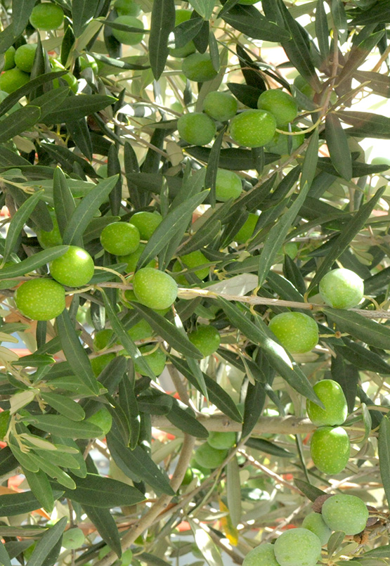 Olive Groves